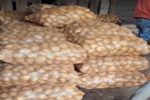 Fresh Potato from Bangladesh